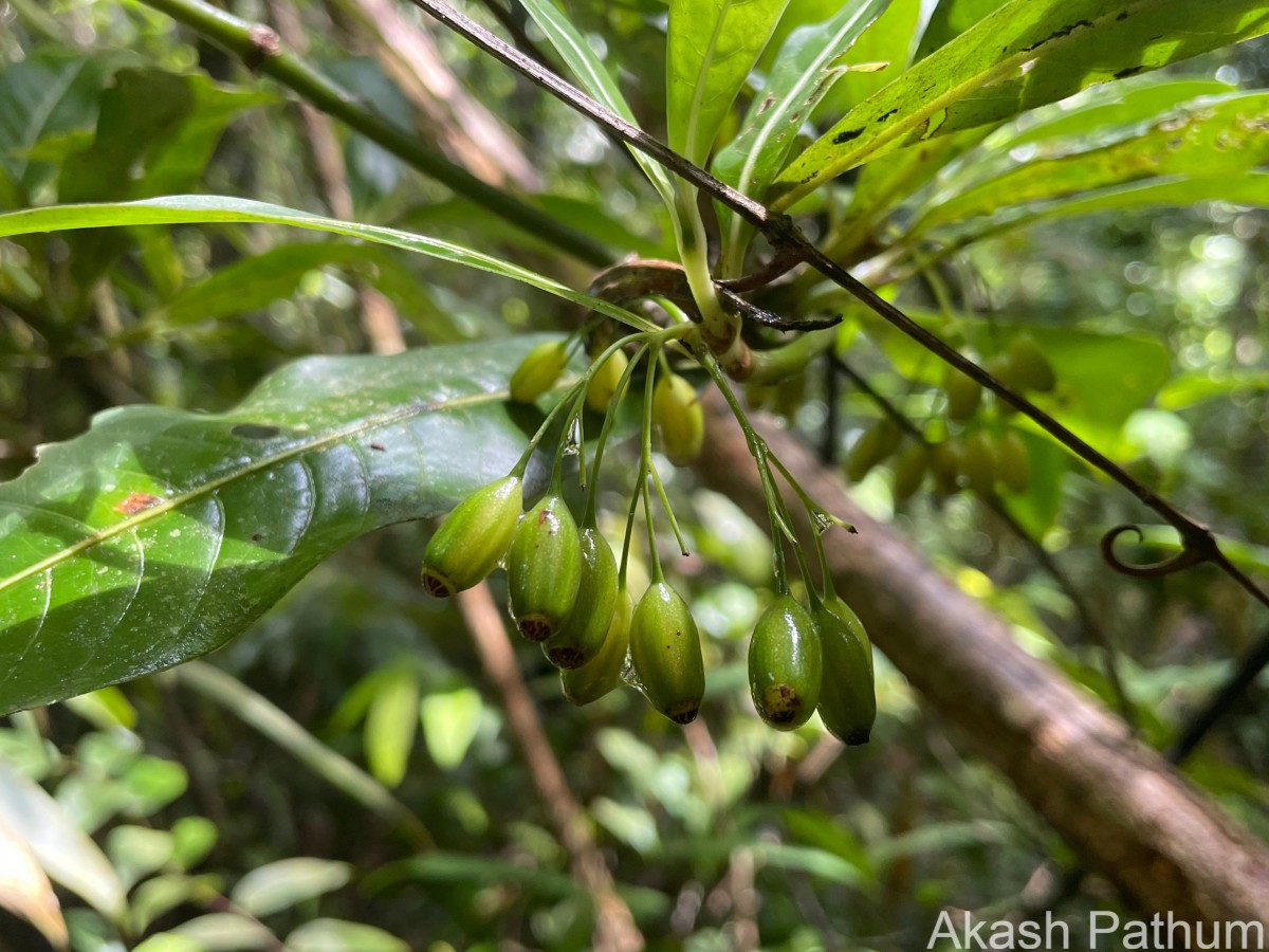 Psychotria josephi (Kuntze) Kottaim.